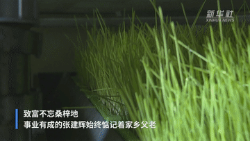 六中全会精神在基层｜“鱼菜共生” 一位退役老兵的共同富裕梦