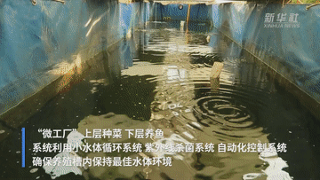 六中全会精神在基层｜“鱼菜共生” 一位退役老兵的共同富裕梦