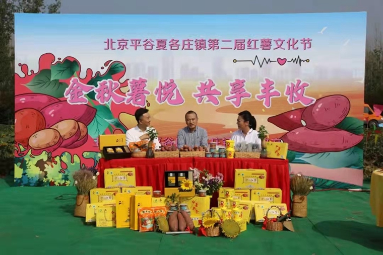 传统小村落如何升级？这位兵支书的方法独“薯”一帜！